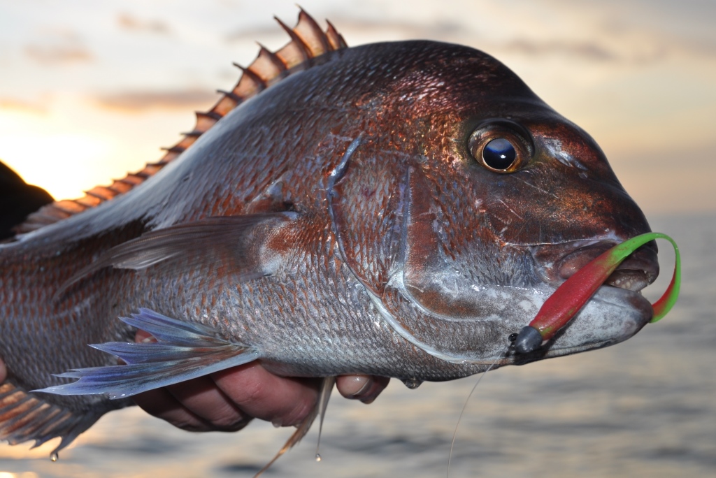 A Guide to Pinkie Snapper on Plastics - By Brent Hodges