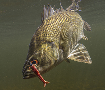 Get to know the freshwater fishing species and how to catch them