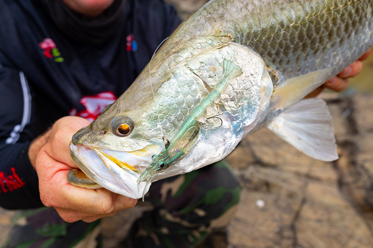 One lure, hundreds of barramundi - Berkley Fishing
