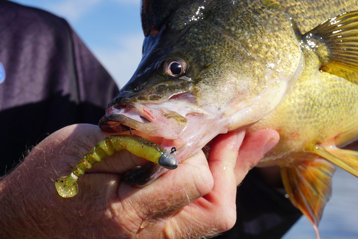 Shop 8x Redfin & Bream Freshwater Fishing Lures Flathead Bass